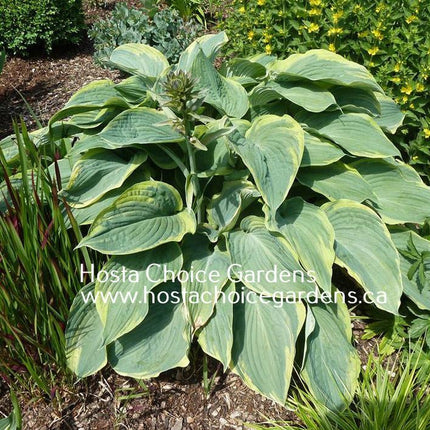 Megan's Angel (24"x55") - Hosta Choice Gardens - Becancour, QC