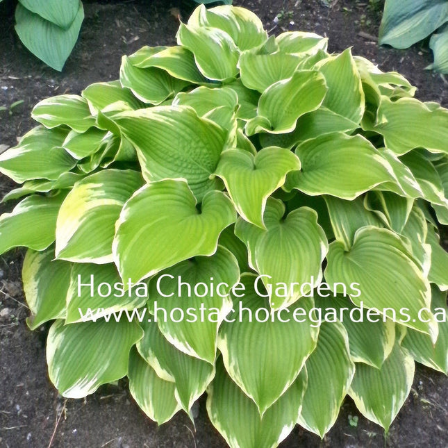 Memories of Dorothy (17"X40") - Hosta Choice Gardens - Becancour, QC