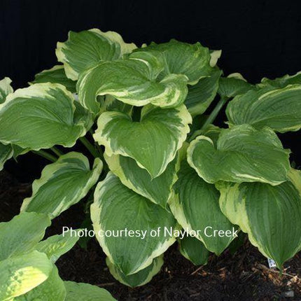 Minnesota Wild (20"x45") - Hosta Choice Gardens - Becancour, QC
