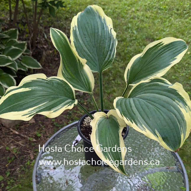 Mint Condition O/S (17"H) - Hosta Choice Gardens - Becancour, QC