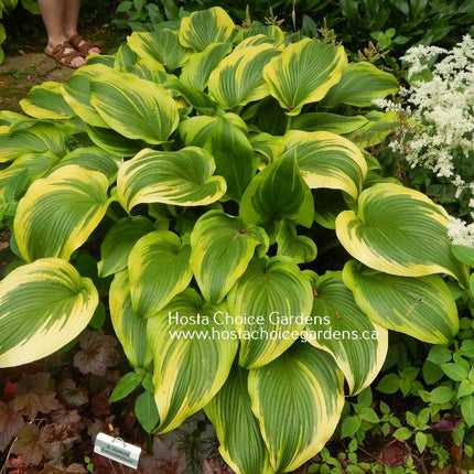 montana Aureomarginata (27"x68") - Hosta Choice Gardens - Becancour, QC