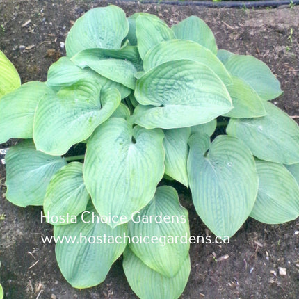 Montreal Blue Ice Storm O/S (32"x82") - Hosta Choice Gardens - Becancour, QC