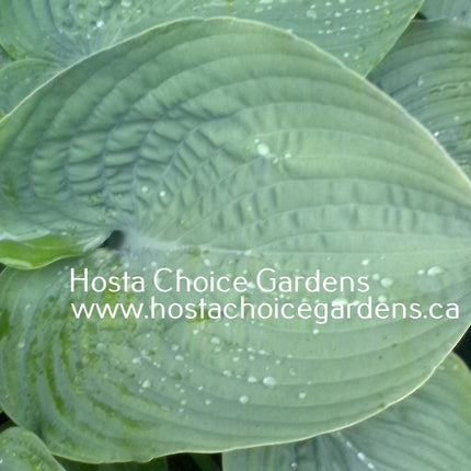Montreal Blue Ice Storm O/S (32"x82") - Hosta Choice Gardens - Becancour, QC