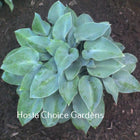 Morocco Blue (13