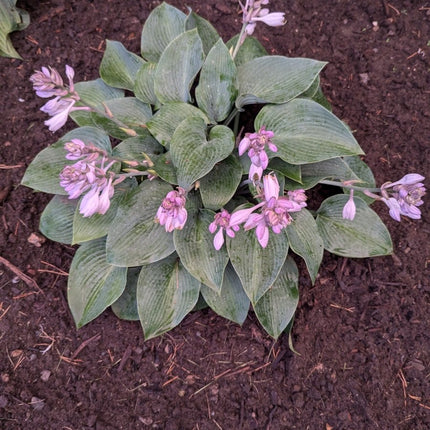 Hosta 'Morocco Blue' displayed in a garden setting in full bloom.