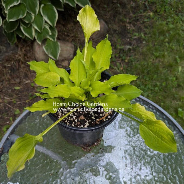My Darling O/S (10"x24") - Hosta Choice Gardens - Becancour, QC