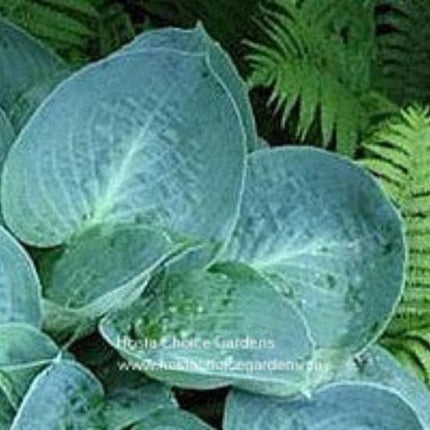 Mystic Star (10"x20") - Hosta Choice Gardens - Becancour, QC