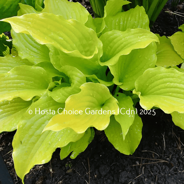 Nancy (11"x24") - Hosta Choice Gardens - Becancour, QC