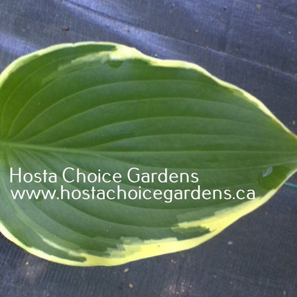 None Lovelier (23"x53") - Hosta Choice Gardens - Becancour, QC
