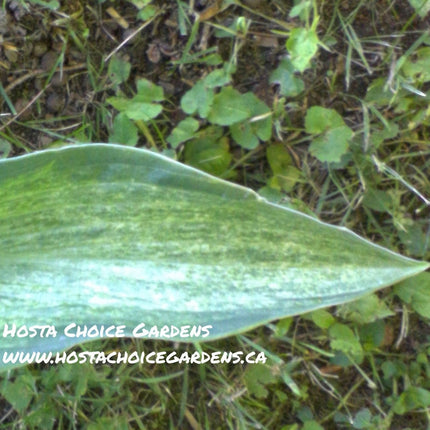 Ocean Isle Gold Dust (21"H) - Hosta Choice Gardens - Becancour, QC