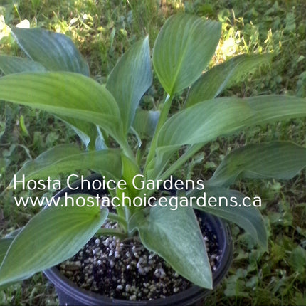Ocean Isle Gold Dust (21"H) - Hosta Choice Gardens - Becancour, QC