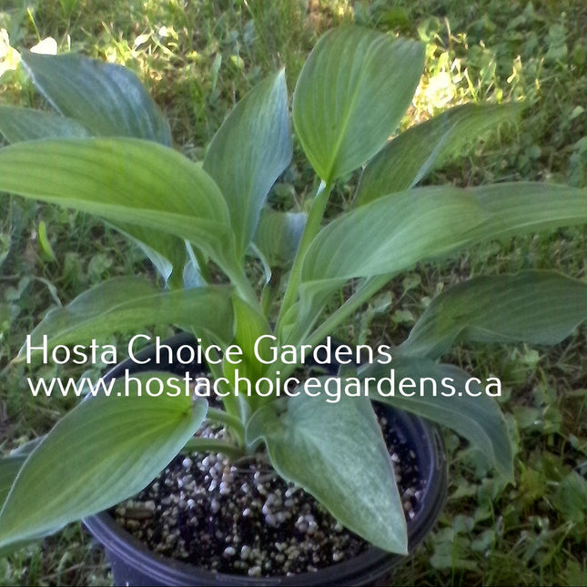 Ocean Isle Gold Dust (21"H) - Hosta Choice Gardens - Becancour, QC