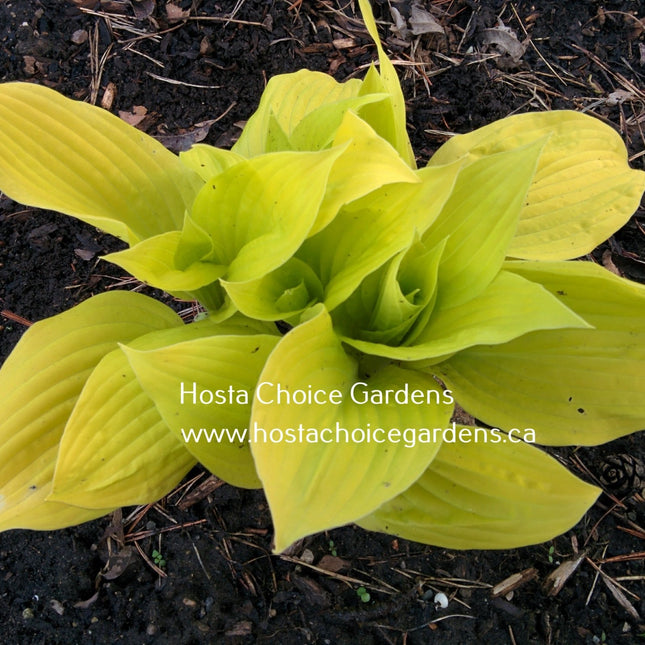 OHS Udo's Labour (9"x18") - Hosta Choice Gardens - Becancour, QC