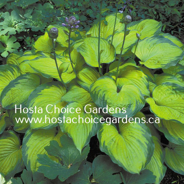 Old Glory (24"x60") PP12,503 - Hosta Choice Gardens - Becancour, QC