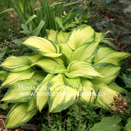 On Stage (Choko Nishiki) (14"x24") - Hosta Choice Gardens - Becancour, QC