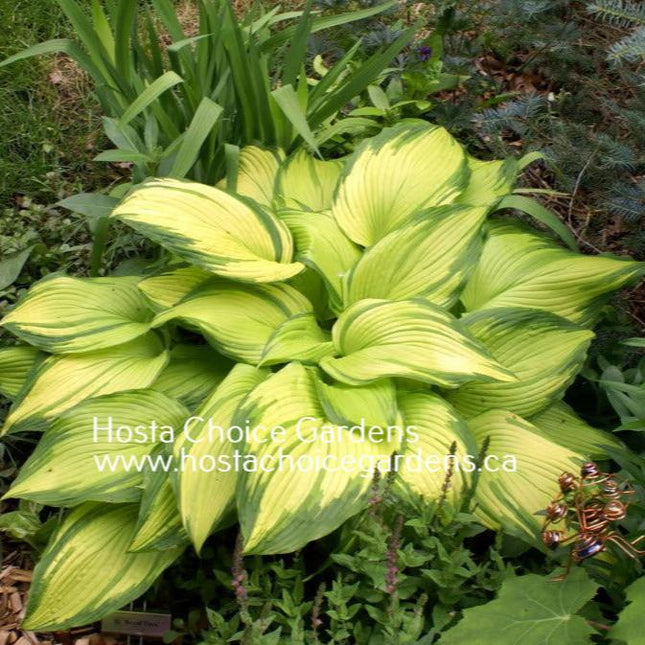 On Stage (Choko Nishiki) (14"x24") - Hosta Choice Gardens - Becancour, QC