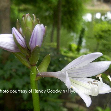 Pandora O/S (12"x23") - Hosta Choice Gardens - Becancour, QC
