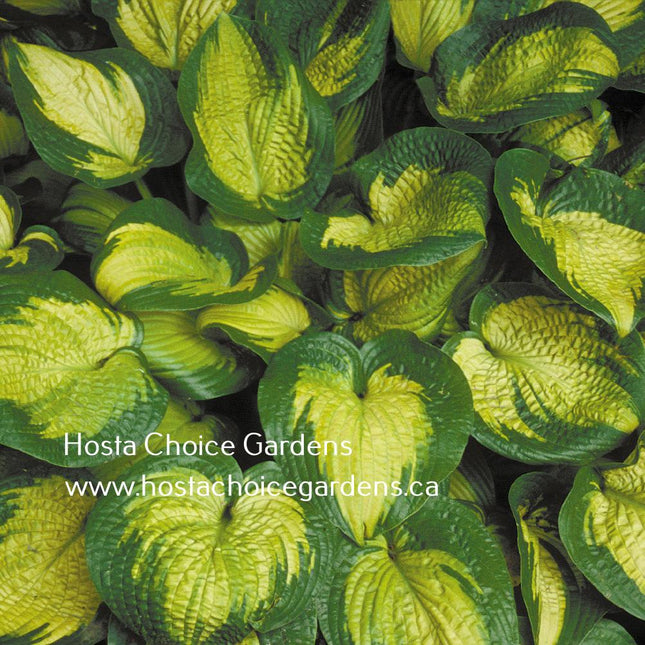 Paradigm (22"x48") - Hosta Choice Gardens - Becancour, QC