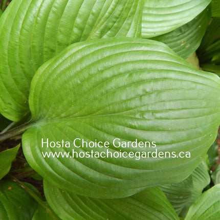Peacock Strut (21"x52") - Hosta Choice Gardens - Becancour, QC