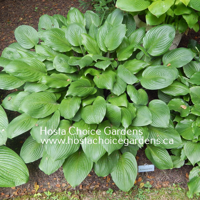 Peacock Strut (21"x52") - Hosta Choice Gardens - Becancour, QC