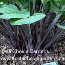Peacock Strut (21"x52") - Hosta Choice Gardens - Becancour, QC