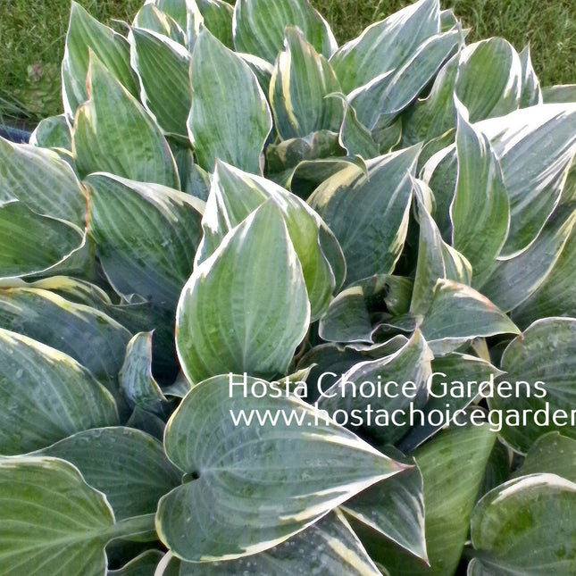 Poker (15"x24") - Hosta Choice Gardens - Becancour, QC