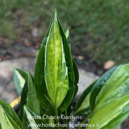 Pole Cat (16"x30") - Hosta Choice Gardens - Becancour, QC