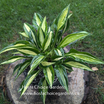 Pole Cat (16"x30") - Hosta Choice Gardens - Becancour, QC