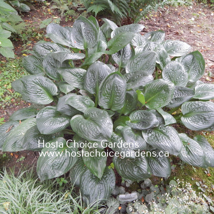 Potomac Pride (28"x48") - Hosta Choice Gardens - Becancour, QC
