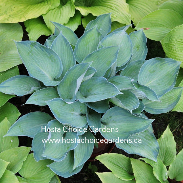 Punky (13"x26") - Hosta Choice Gardens - Becancour, QC