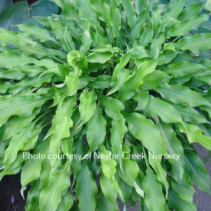 Quill (11"x30") - Hosta Choice Gardens - Becancour, QC