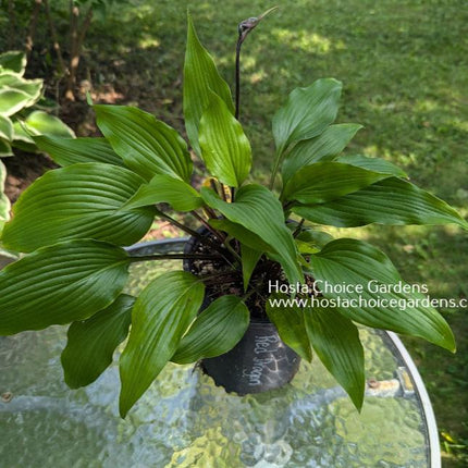 Red Dragon (13"x31") - Hosta Choice Gardens - Becancour, QC