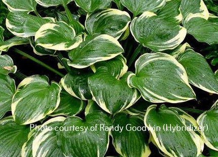 Reflections (16"x39") - Hosta Choice Gardens - Becancour, QC