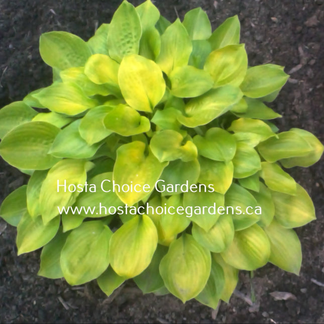 Regal Tot (8"x20") - Hosta Choice Gardens - Becancour, QC