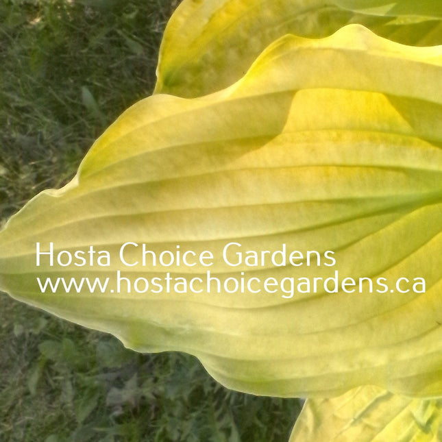 Ruffed Up (23"x50") - Hosta Choice Gardens - Becancour, QC