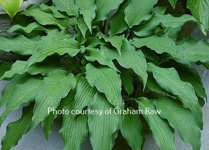 Sahara Nights (15"H) - Hosta Choice Gardens - Becancour, QC