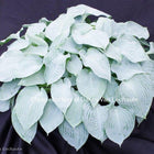 Silver Light (9