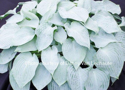 Silver Light (9"x24") - Hosta Choice Gardens - Becancour, QC