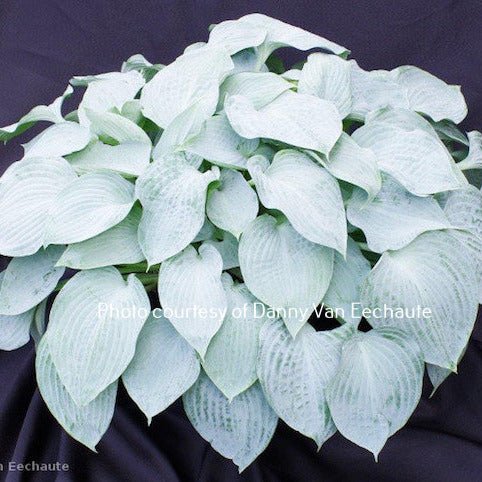 Silver Light (9"x24") - Hosta Choice Gardens - Becancour, QC