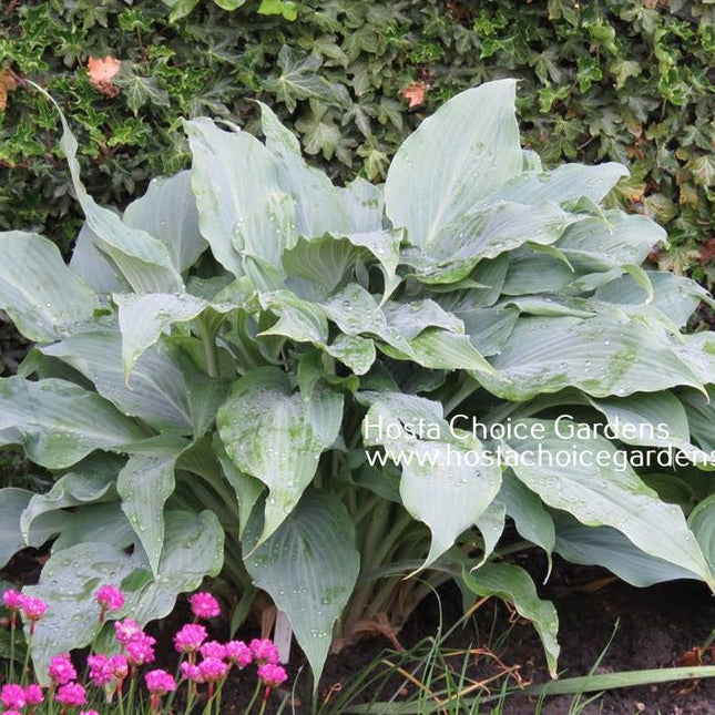 Silver Wedding (15"x30") - Hosta Choice Gardens - Becancour, QC