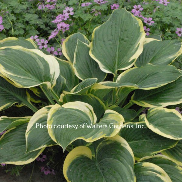 Singing In The Rain PP19,565 (32"x48") - Hosta Choice Gardens - Becancour, QC