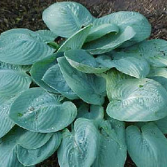 "Hosta 'Skylight' in a garden setting beautifully displaying its turquoise-blue leaves and broadly ovate leaf form."