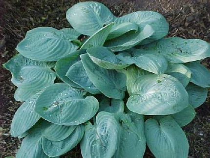 "Hosta 'Skylight' in a garden setting beautifully displaying its turquoise-blue leaves and broadly ovate leaf form."
