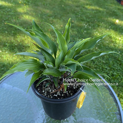 Smokey O/S (13"x30") - Hosta Choice Gardens - Becancour, QC