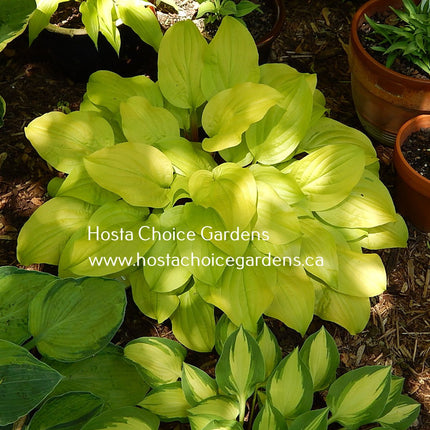 Strawberry Banana Smoothie (12"x26") - Hosta Choice Gardens - Becancour, QC