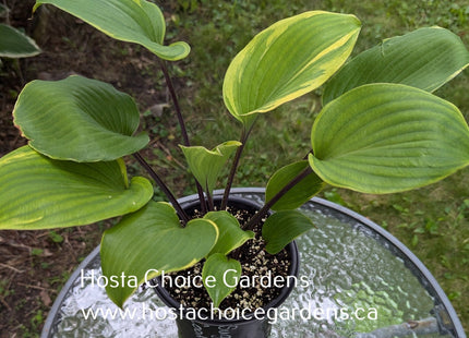 Sugar Cookie (20"x28") - Hosta Choice Gardens - Becancour, QC