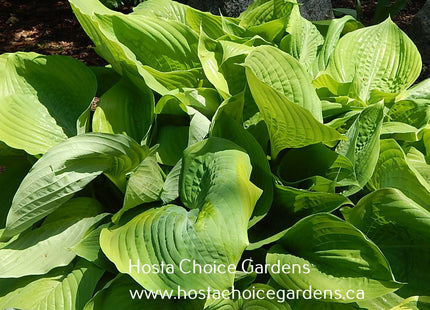 Sum and Substance (36"x70") - Hosta Choice Gardens - Becancour, QC