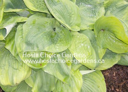 Sum of All (32"x80") - Hosta Choice Gardens - Becancour, QC
