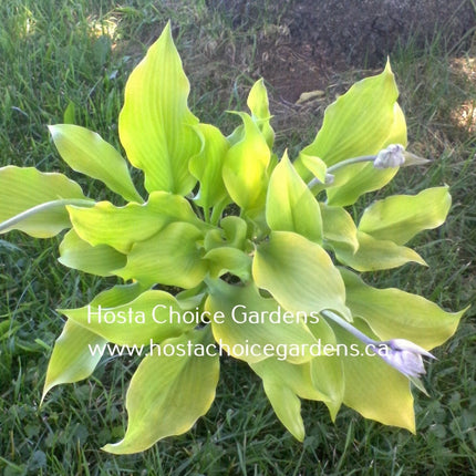 Sunnyside Up O/S (11"H) (Carlson) - Hosta Choice Gardens - Becancour, QC
