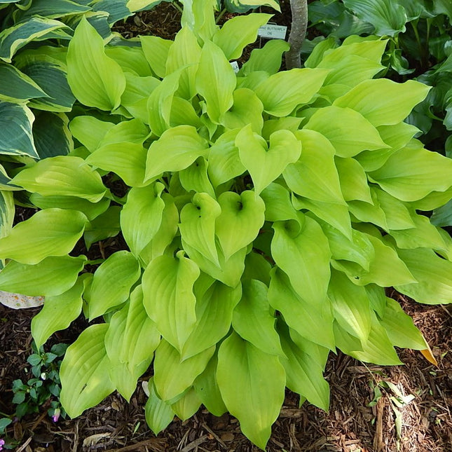 "Wonderful close-up of a mature clump of hosta 'Sweet Tater Pie' in early Spring."